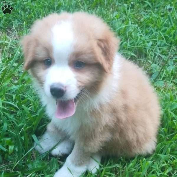 Milo, Australian Shepherd Puppy